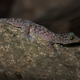 With its pale blue spotted skin and piercing dark eyes, this gekko was found in Laos. Because of the incredibly high diversity of the Gekko family, it took sophisticated DNA analysis to differentiate this individual as a new species. (Image: Thomas Calame)